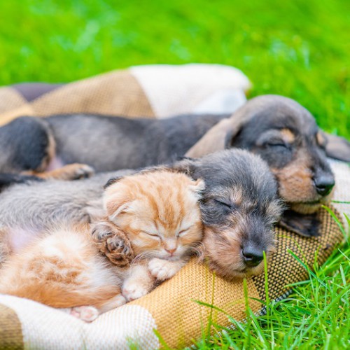 芝生の上で一緒に眠る子犬と子猫
