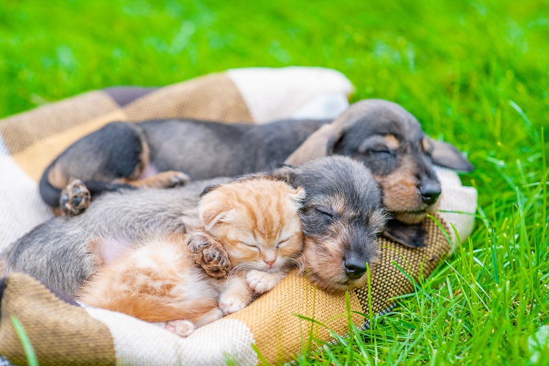 芝生の上で一緒に眠る子犬と子猫