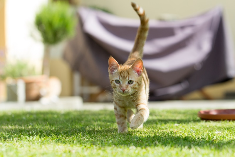 芝生の上を走る猫