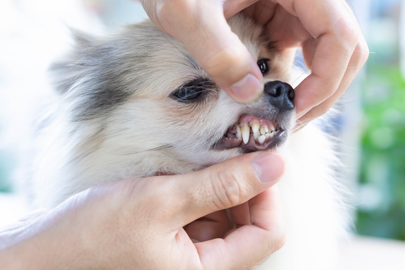 獣医師に歯をチェックされる犬