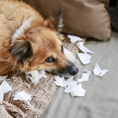 紙で遊ぶ犬